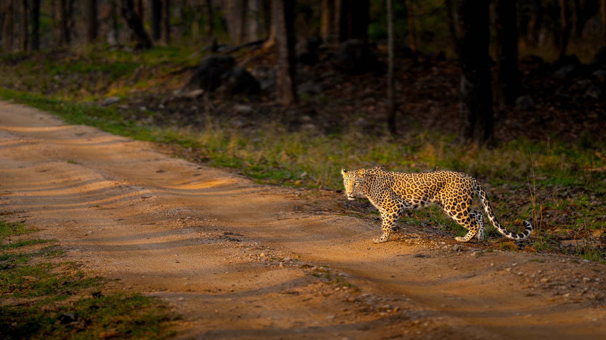 A leopard crossing a safari track in golden light.