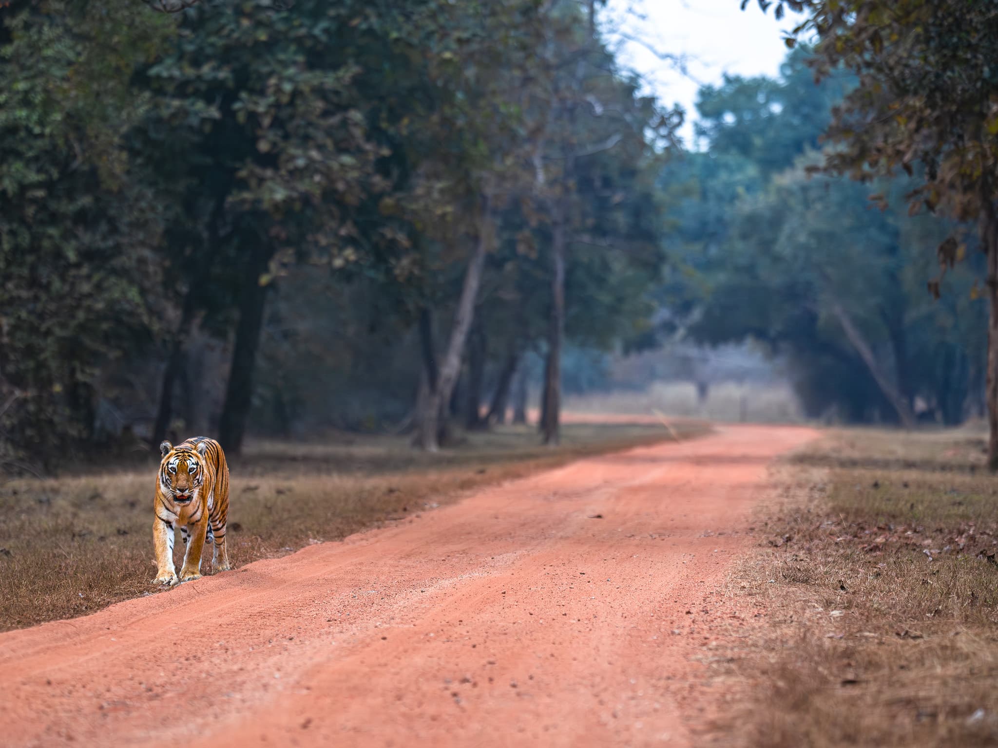 A leopard crossing a safari track in golden light.