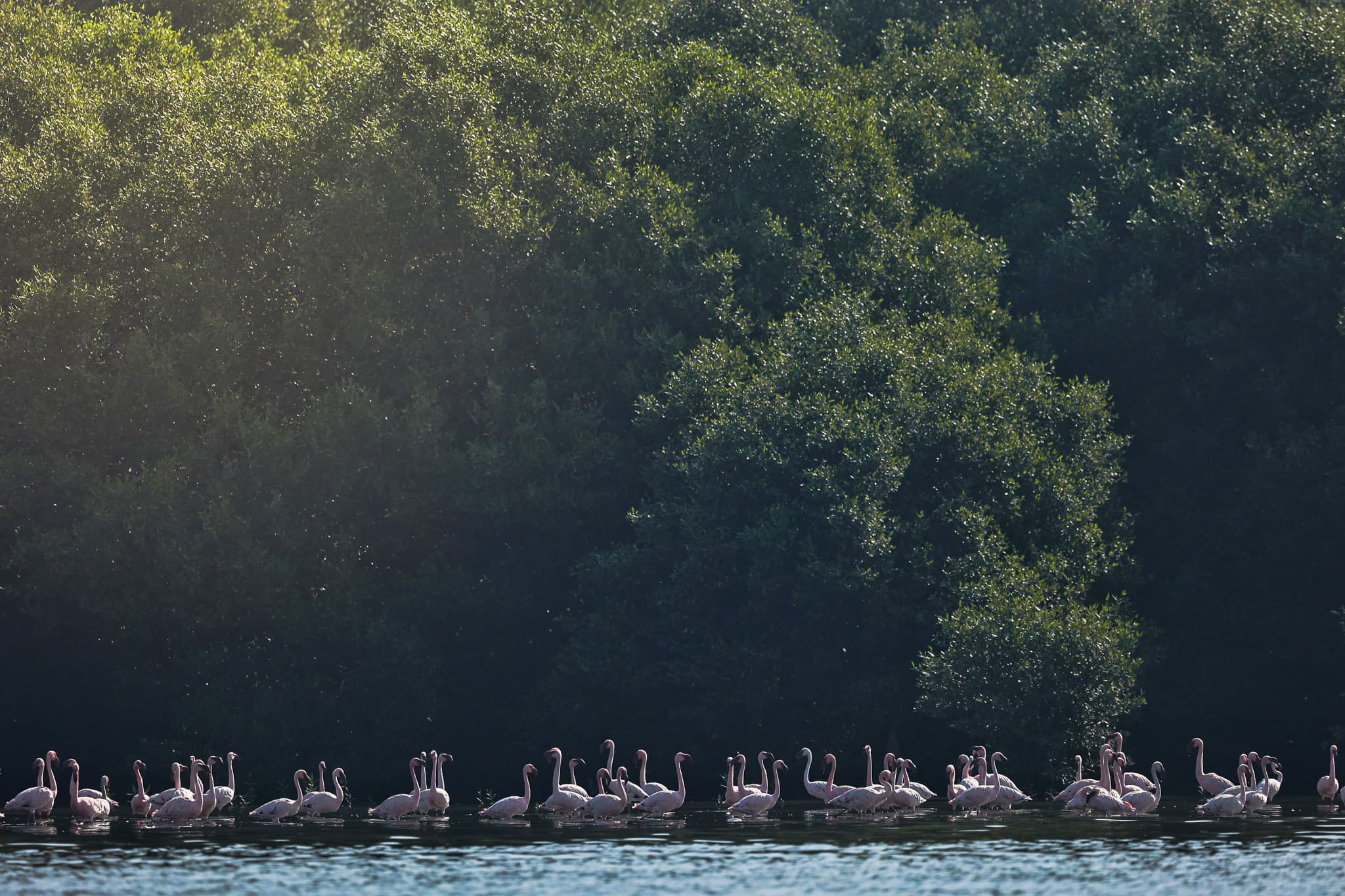 Alaska wildlife photography expedition - remote wilderness wetlands and birdlife safari
