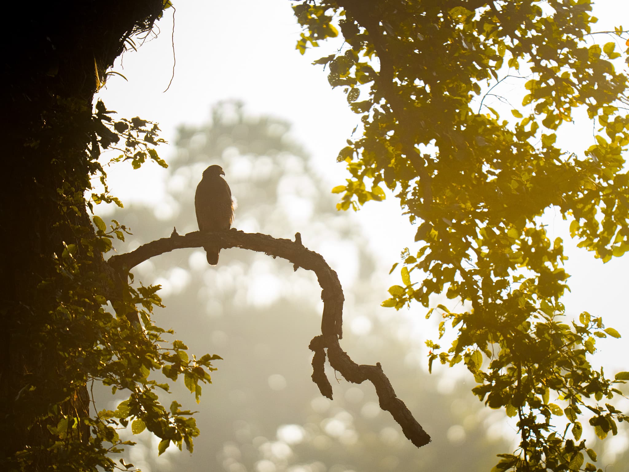 Open safari jeep on a dirt forest track in Ranthambore at sunrise — what to expect on your first India tiger safari as a beginner.