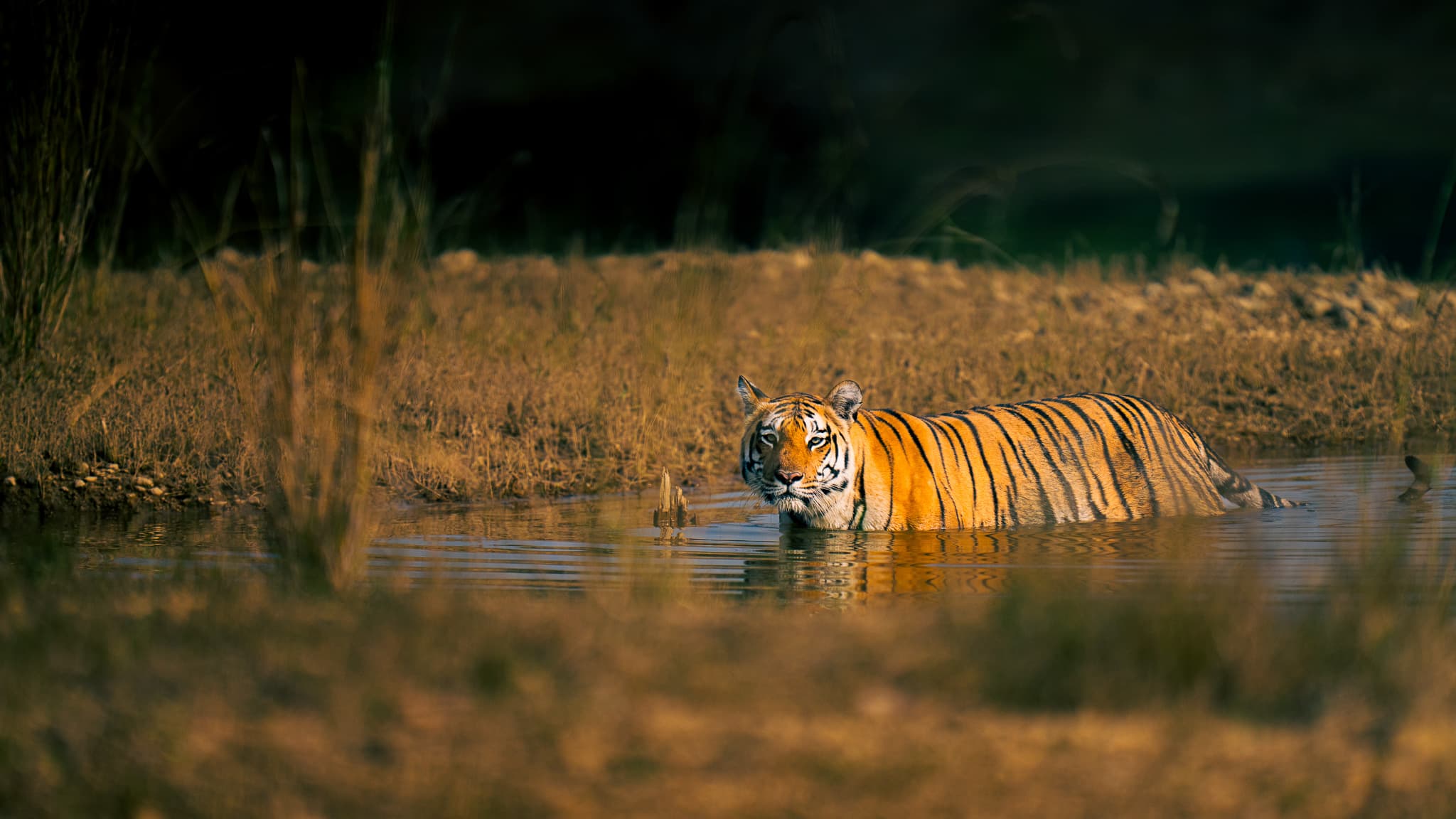 A tiger in warm light, wading through water.
