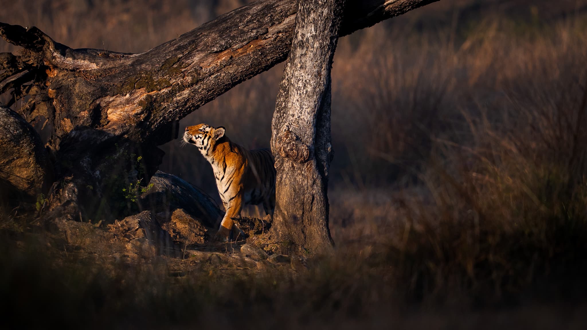 Maasai Mara vs India safari — comparing two of the world's greatest wildlife destinations.