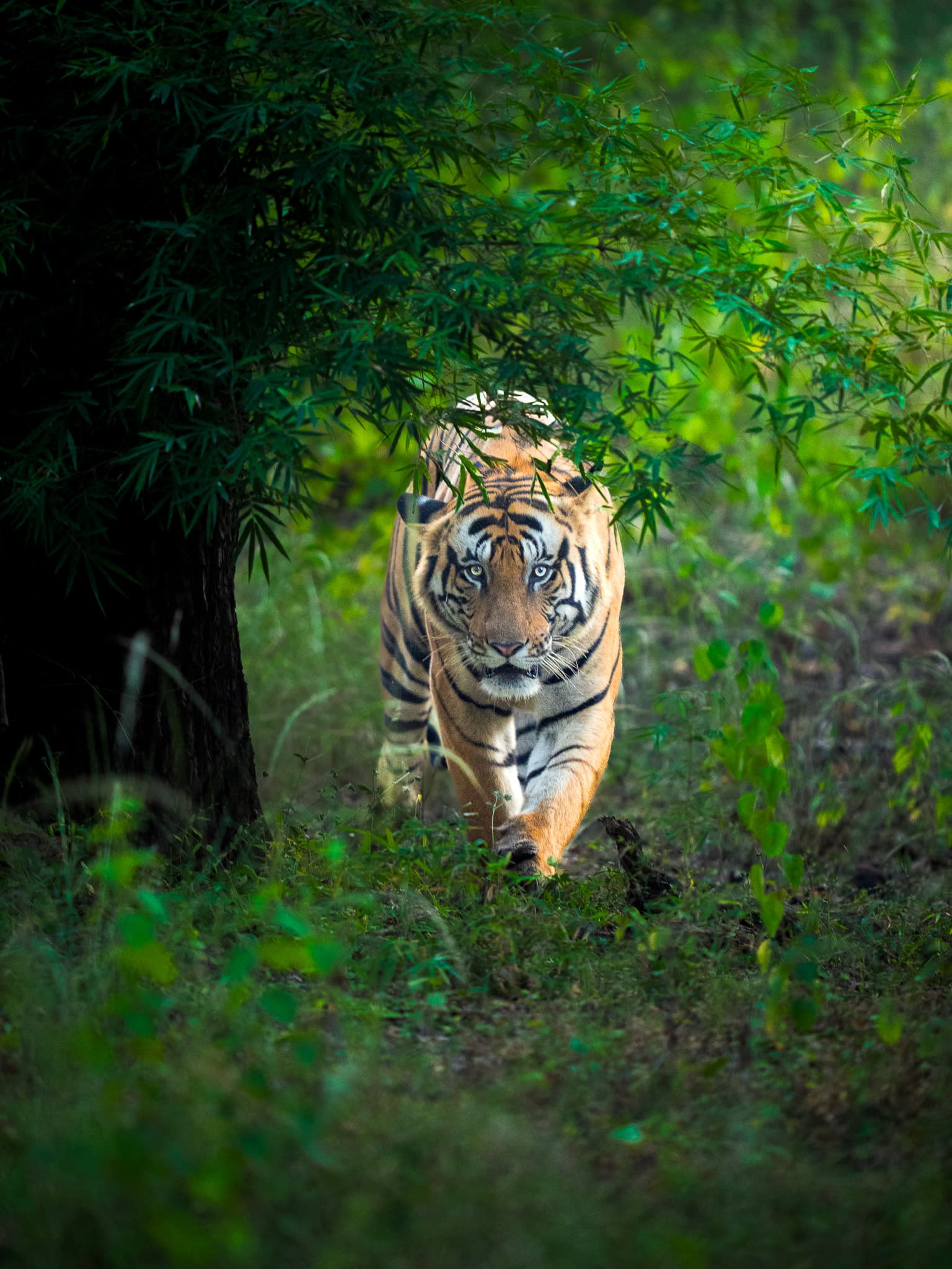 Bandhavgarh wildlife photo: Bandhavgarh Tiger 01 — Indian tiger safari photography