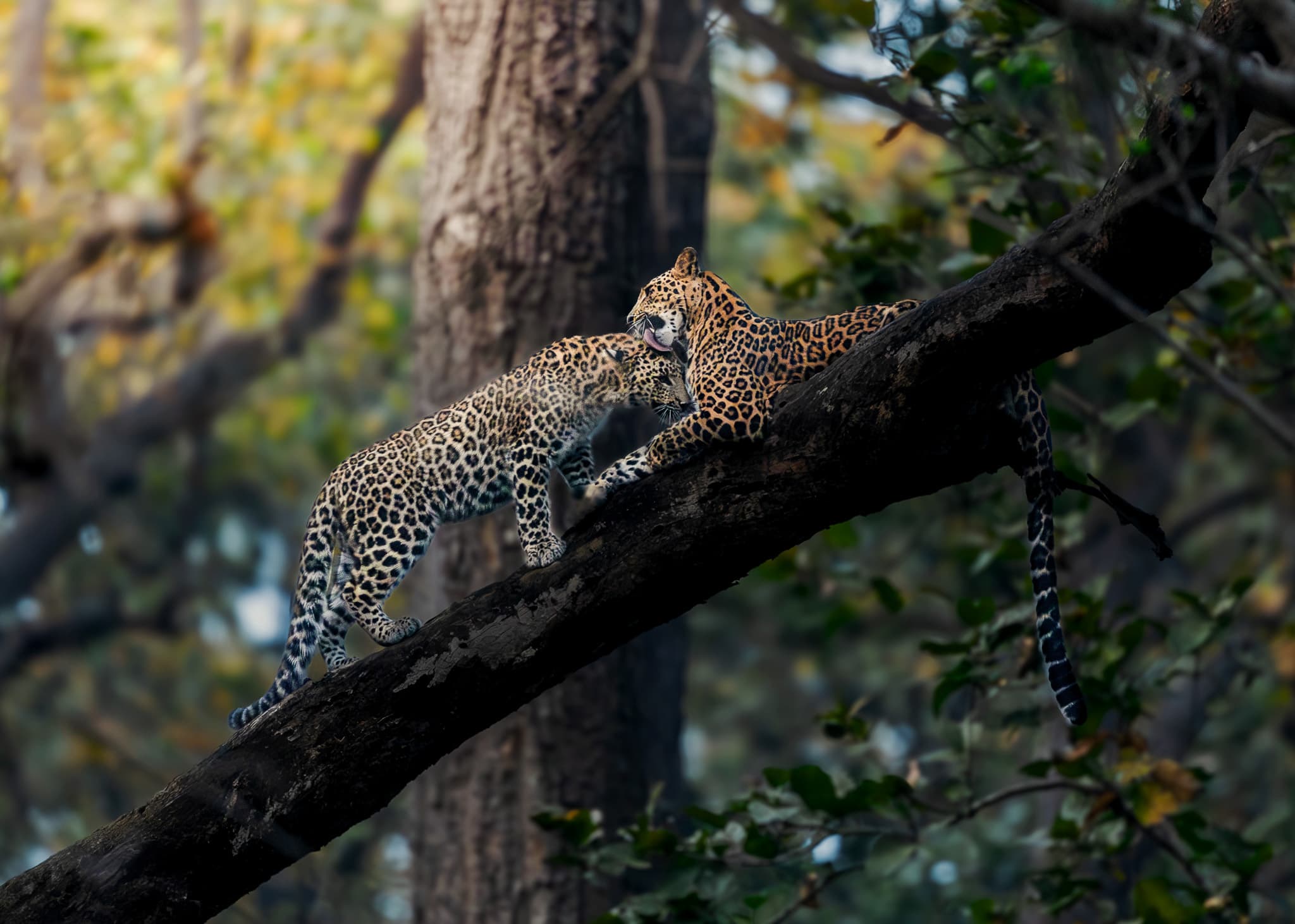 Corbett (Dhikala) wildlife photo: Corbett Leopoard 01 — Indian tiger safari photography