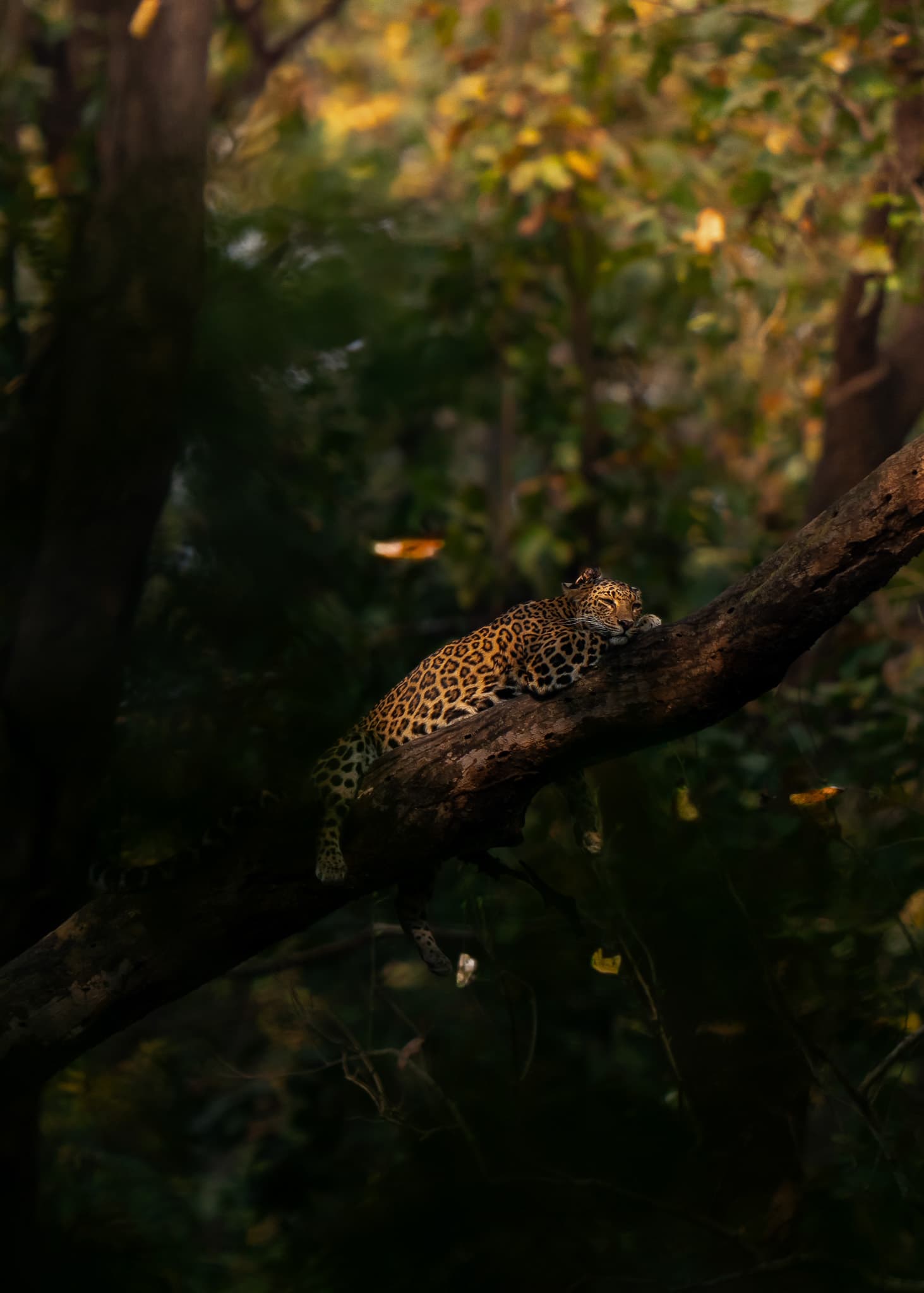 Corbett (Dhikala) wildlife photo: Corbett Leopoard 02 — Indian tiger safari photography