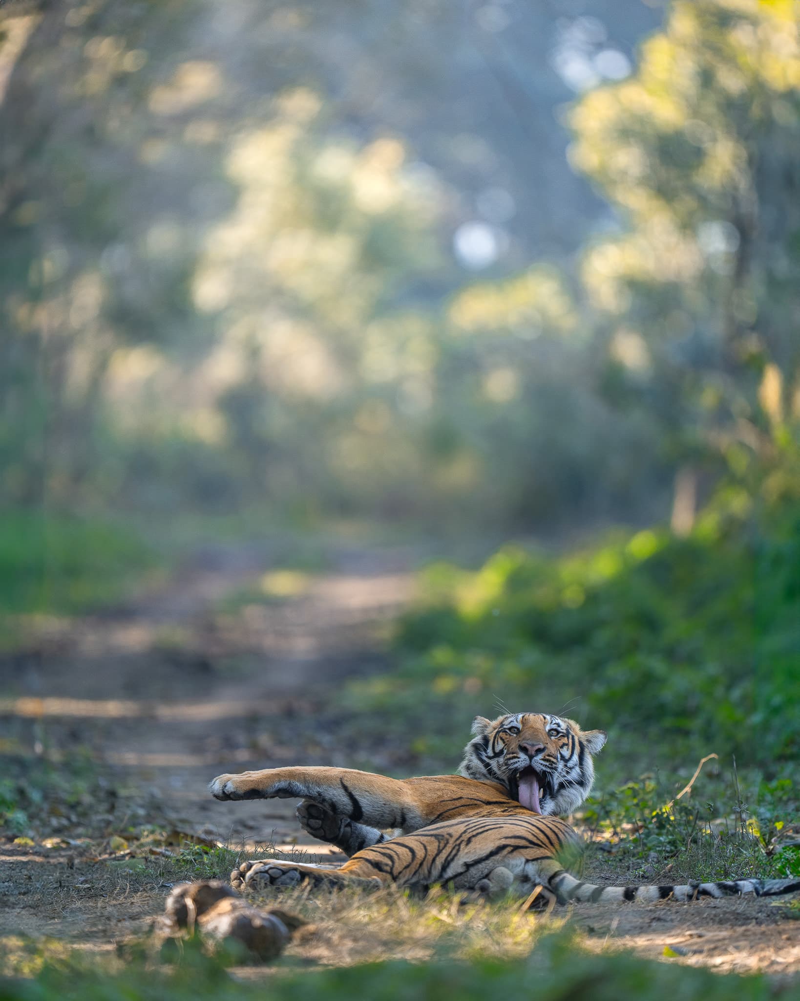 Corbett (Dhikala) wildlife photo: Corbett Tiger 03 — Indian tiger safari photography