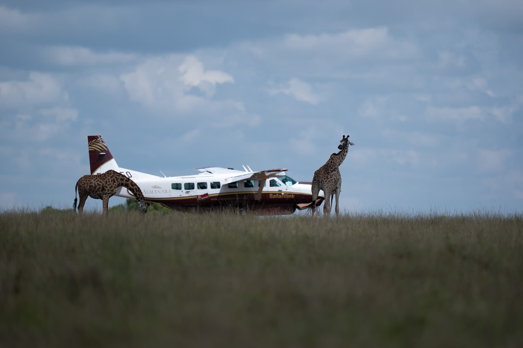 Maasai Mara wildlife photo: DSC00684 — Indian tiger safari photography