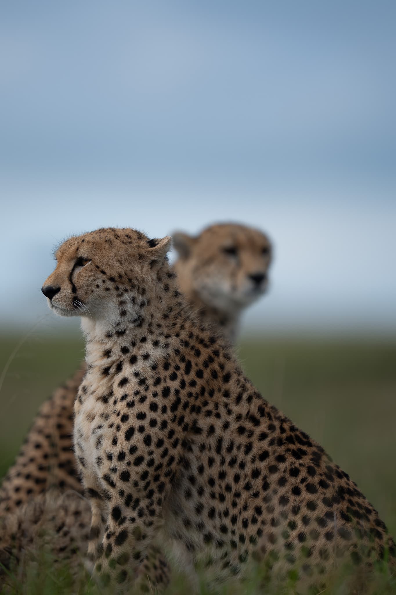 Maasai Mara wildlife photo: Maasai Mara Cheetah 08 — Indian tiger safari photography