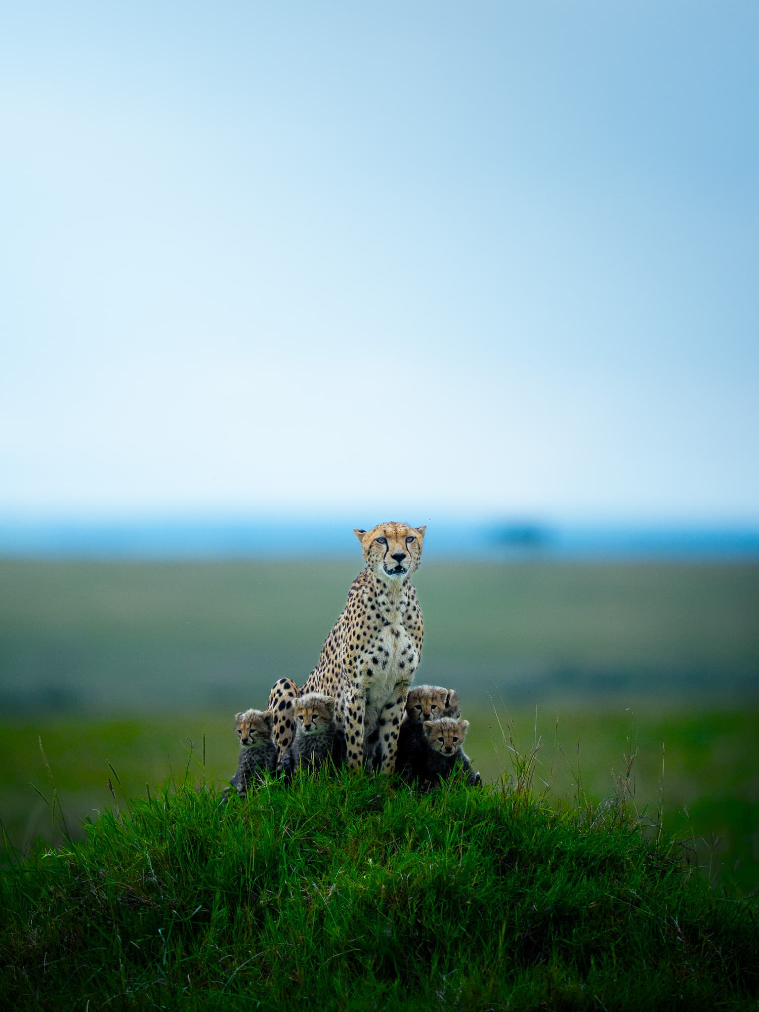 Maasai Mara wildlife photo: Maasai Mara Cheetah family 07 — Indian tiger safari photography