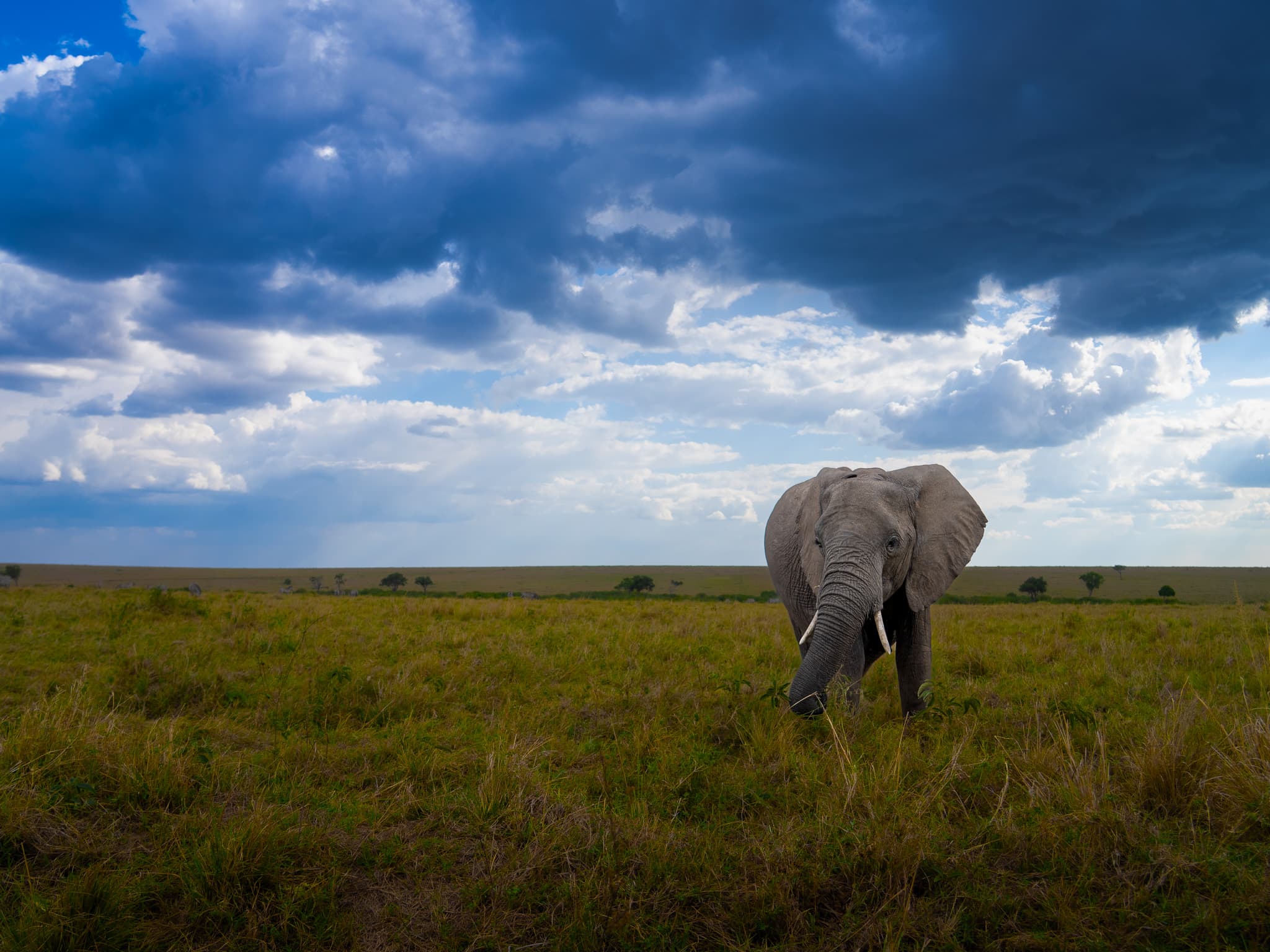 Maasai Mara wildlife photo: Maasai Mara Elephant 11 — Indian tiger safari photography