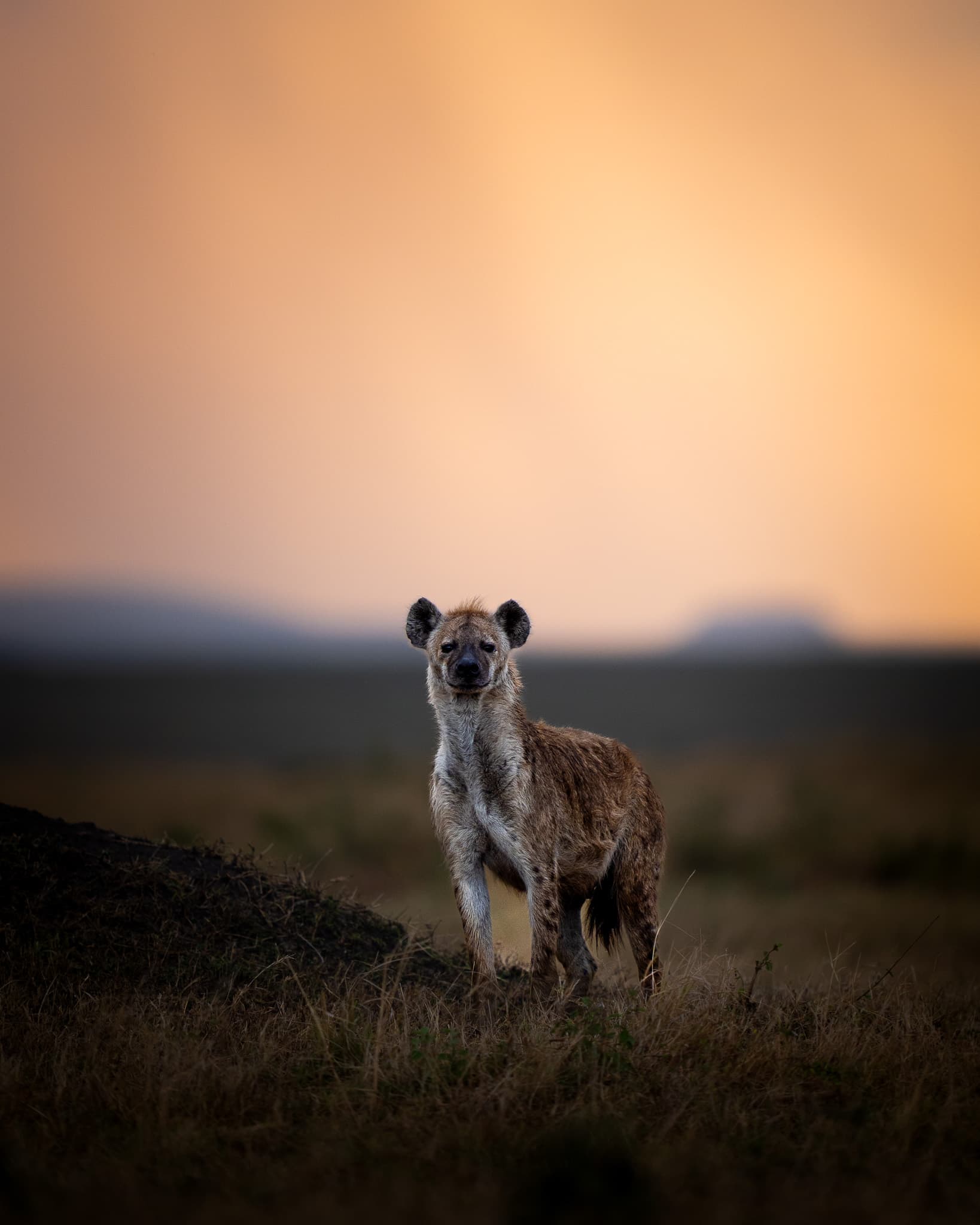 Maasai Mara wildlife photo: Maasai Mara Hyena 03 — Indian tiger safari photography