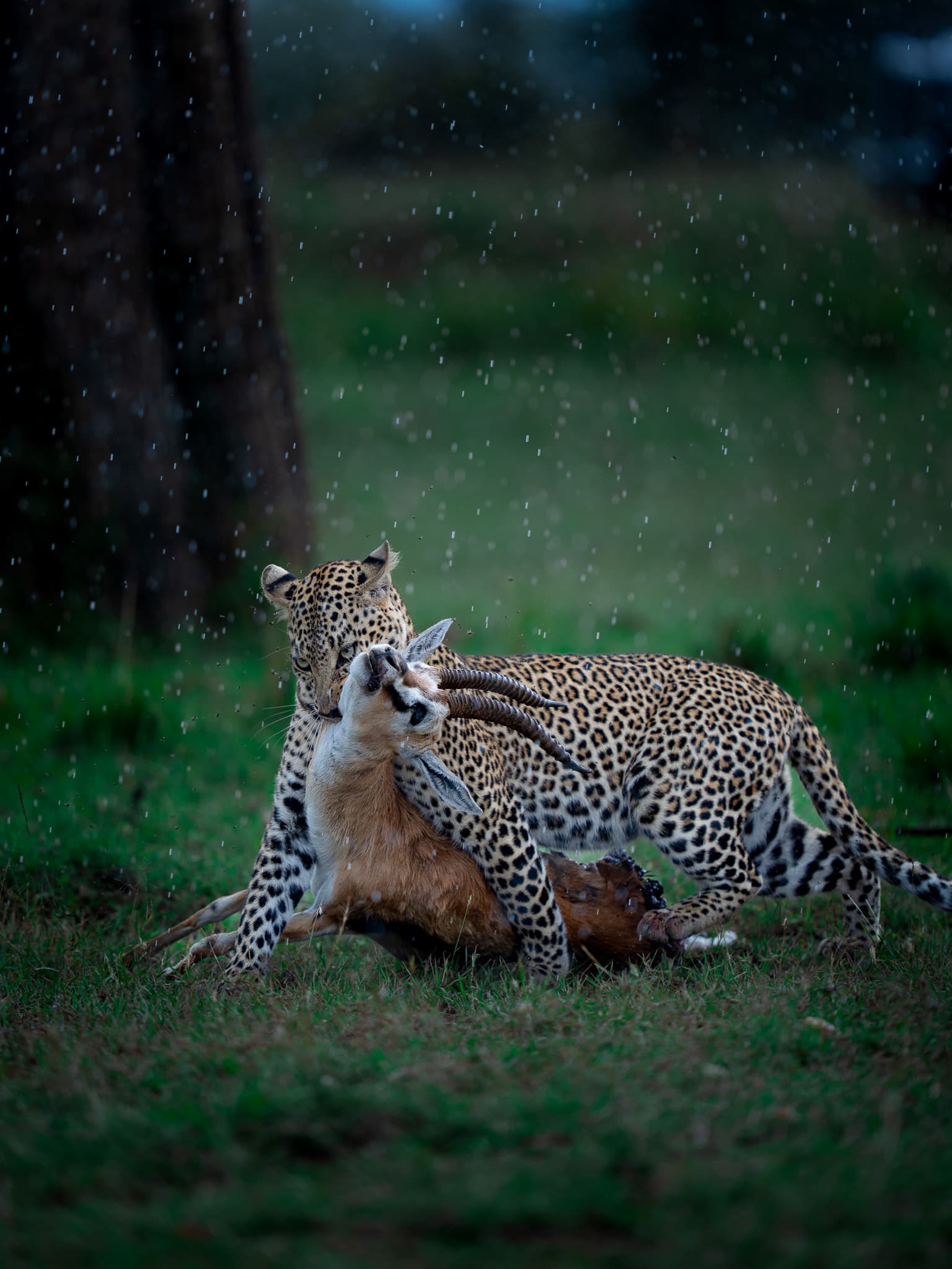 Maasai Mara wildlife photo: Maasai Mara Leopard with Kill 06 — Indian tiger safari photography