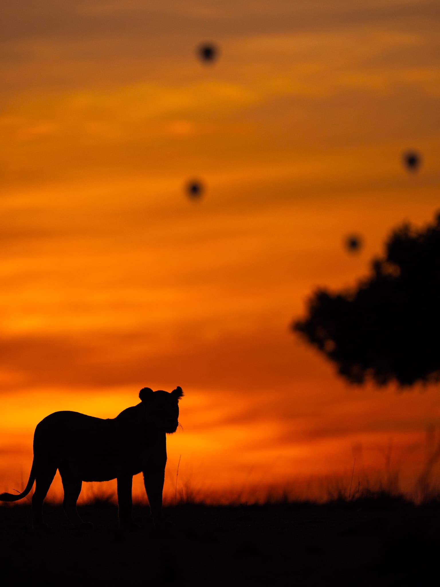 Maasai Mara wildlife photo: Maasai Mara Lion 02 — Indian tiger safari photography