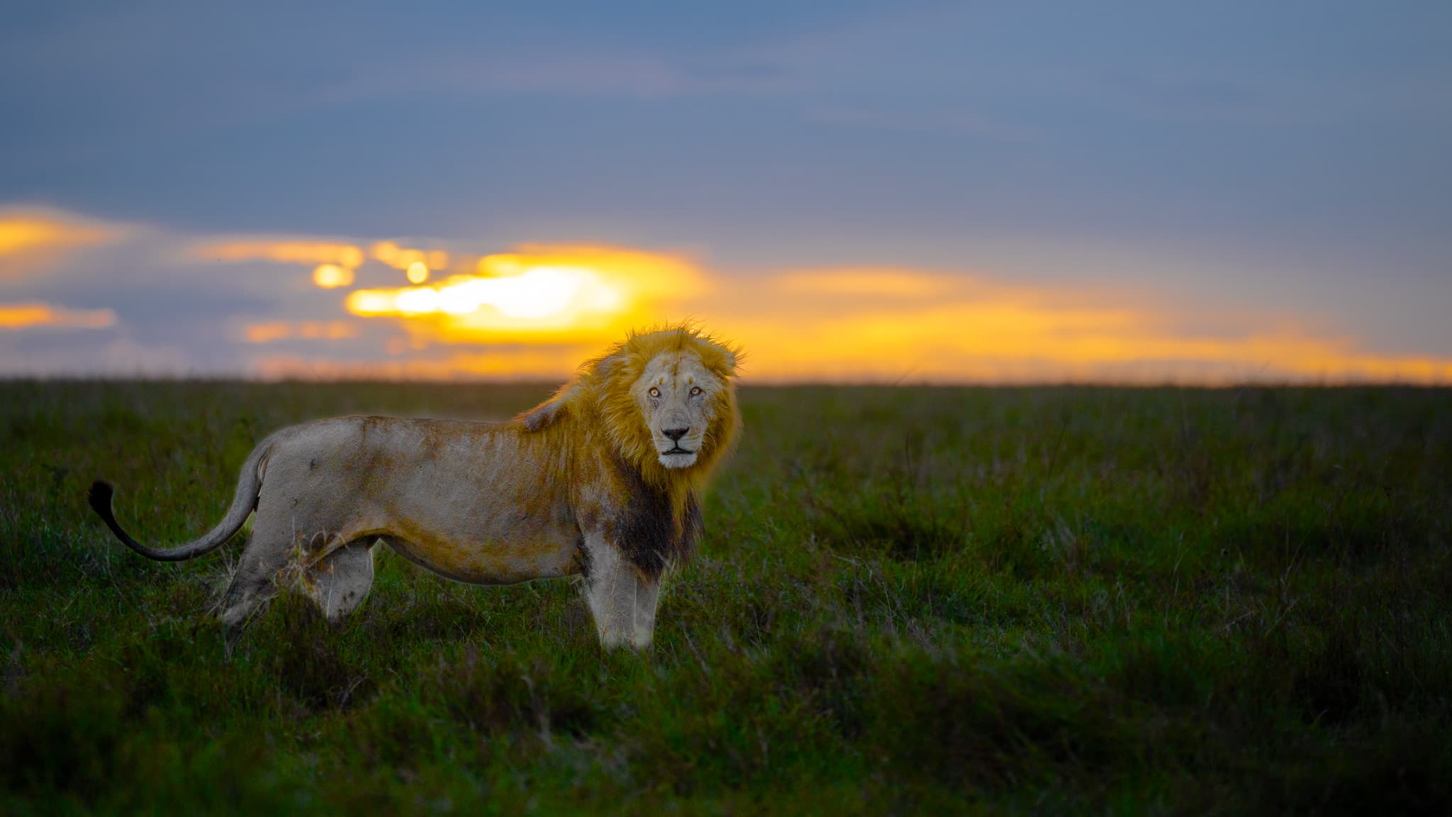 Maasai Mara wildlife photo: Maasai Mara Lion 05 — Indian tiger safari photography