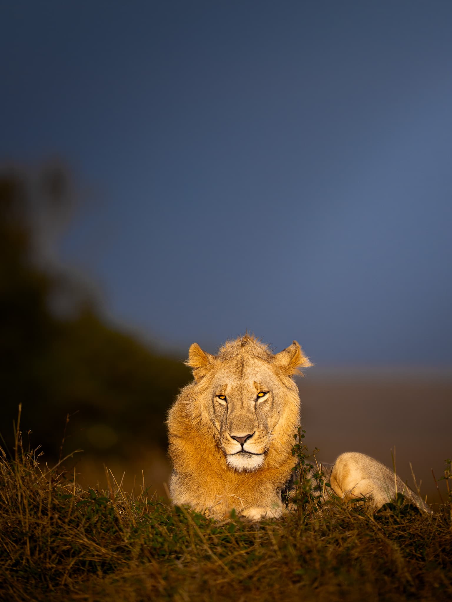 Maasai Mara wildlife photo: Maasai Mara Lion 10 — Indian tiger safari photography