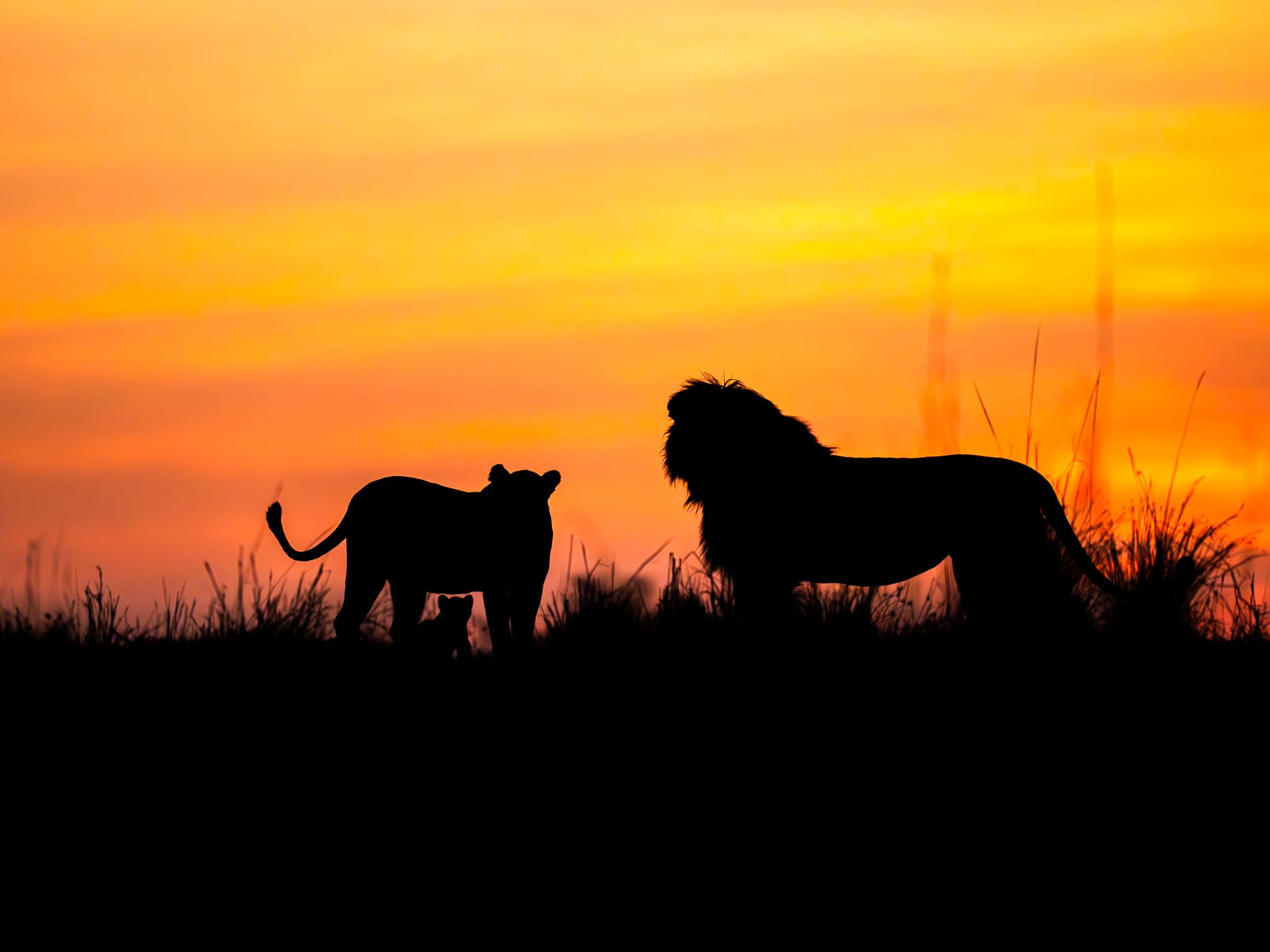 Maasai Mara wildlife photo: Maasai Mara Lion family 01 — Indian tiger safari photography