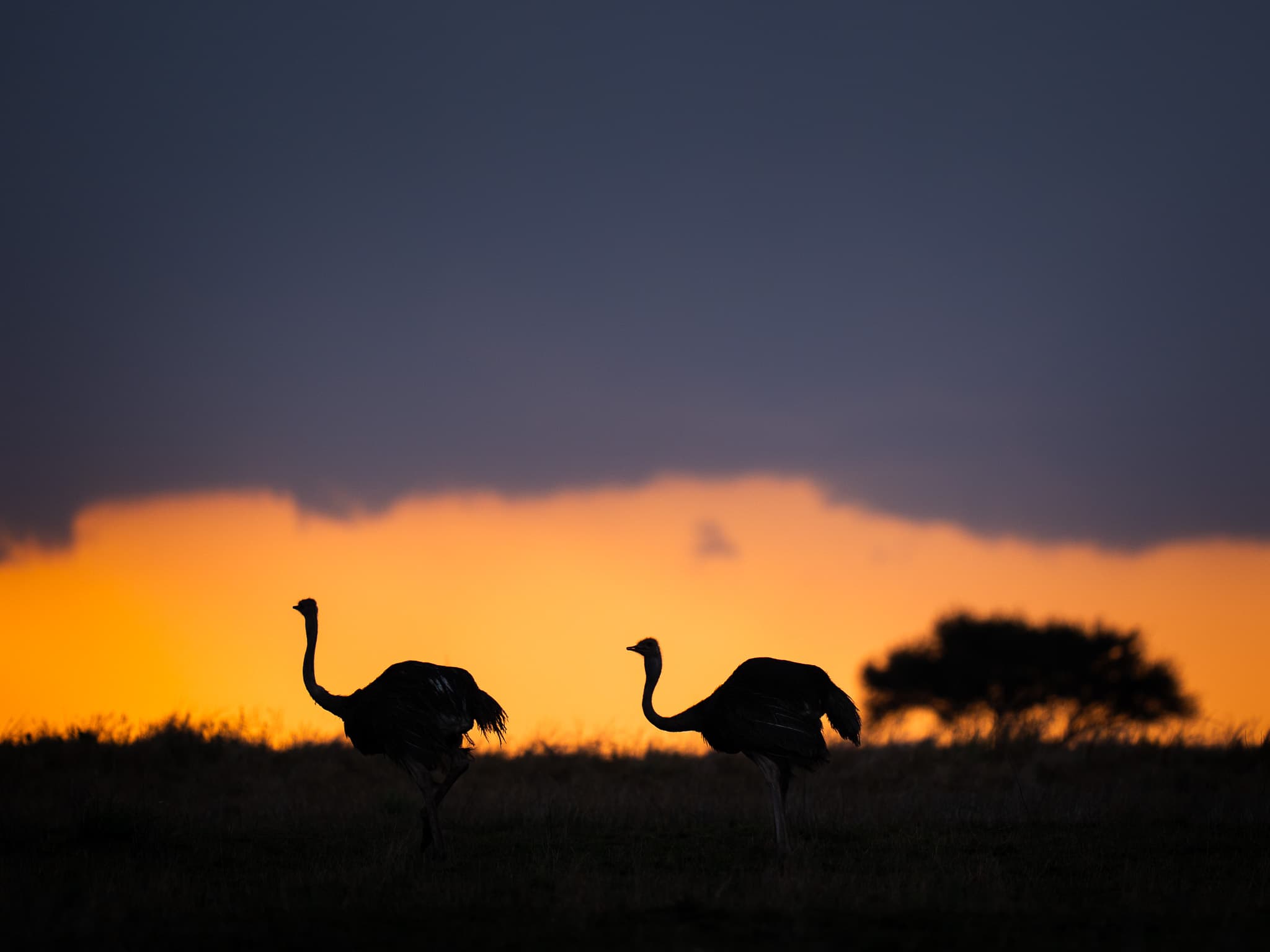 Maasai Mara wildlife photo: Maasai Mara Ostrich 04 — Indian tiger safari photography