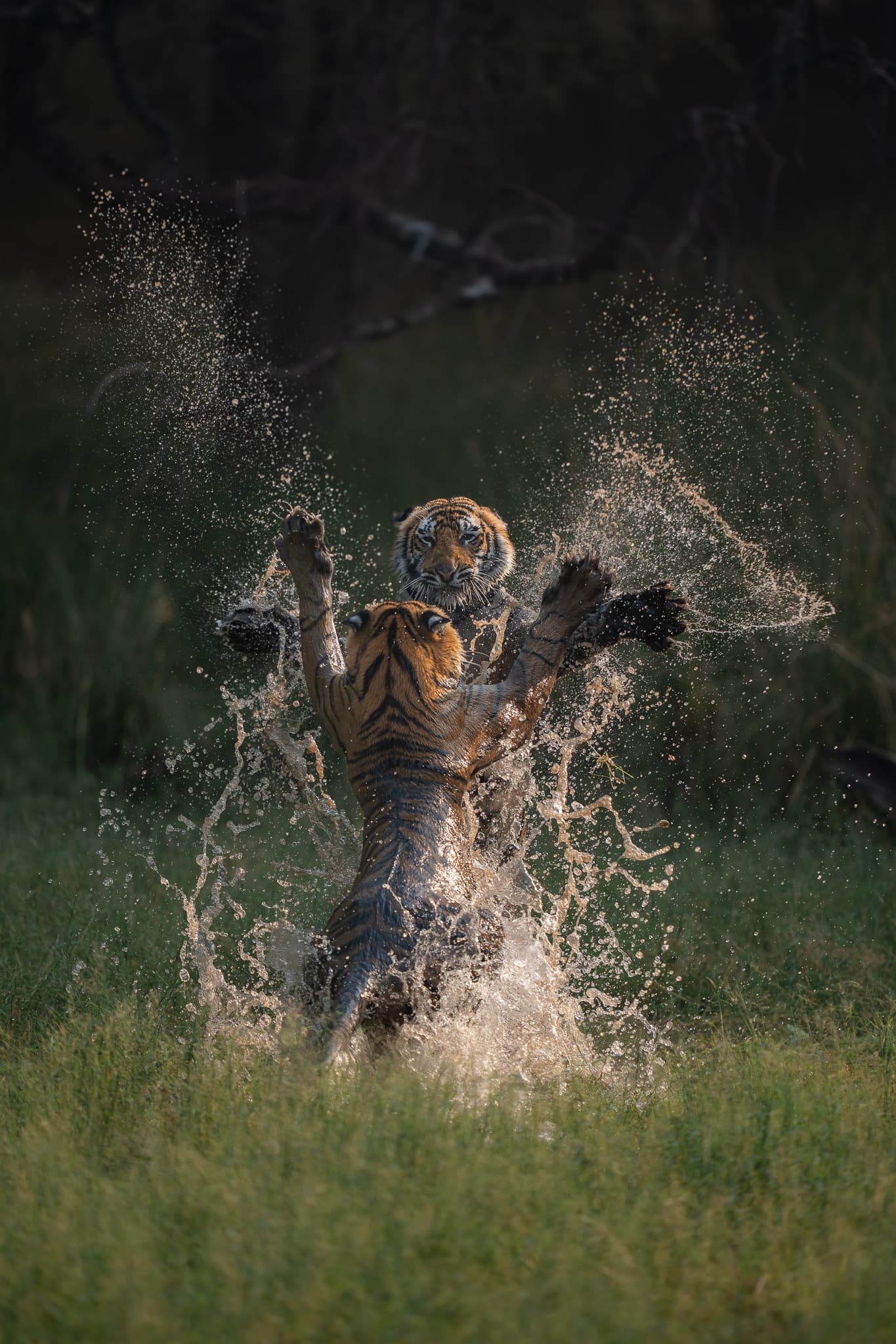 Ranthambore wildlife photo: Ranthambore Tiger 02 — Indian tiger safari photography
