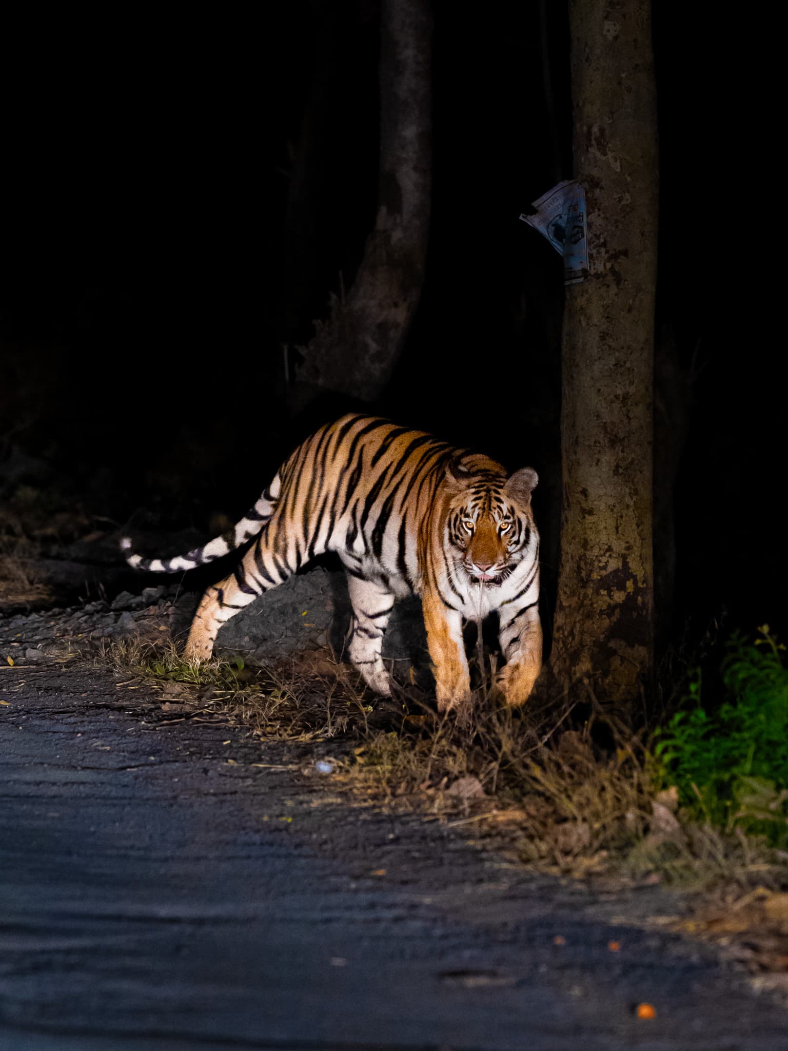 Tadoba wildlife photo: Tadoba Black Tiger 03 — Indian tiger safari photography