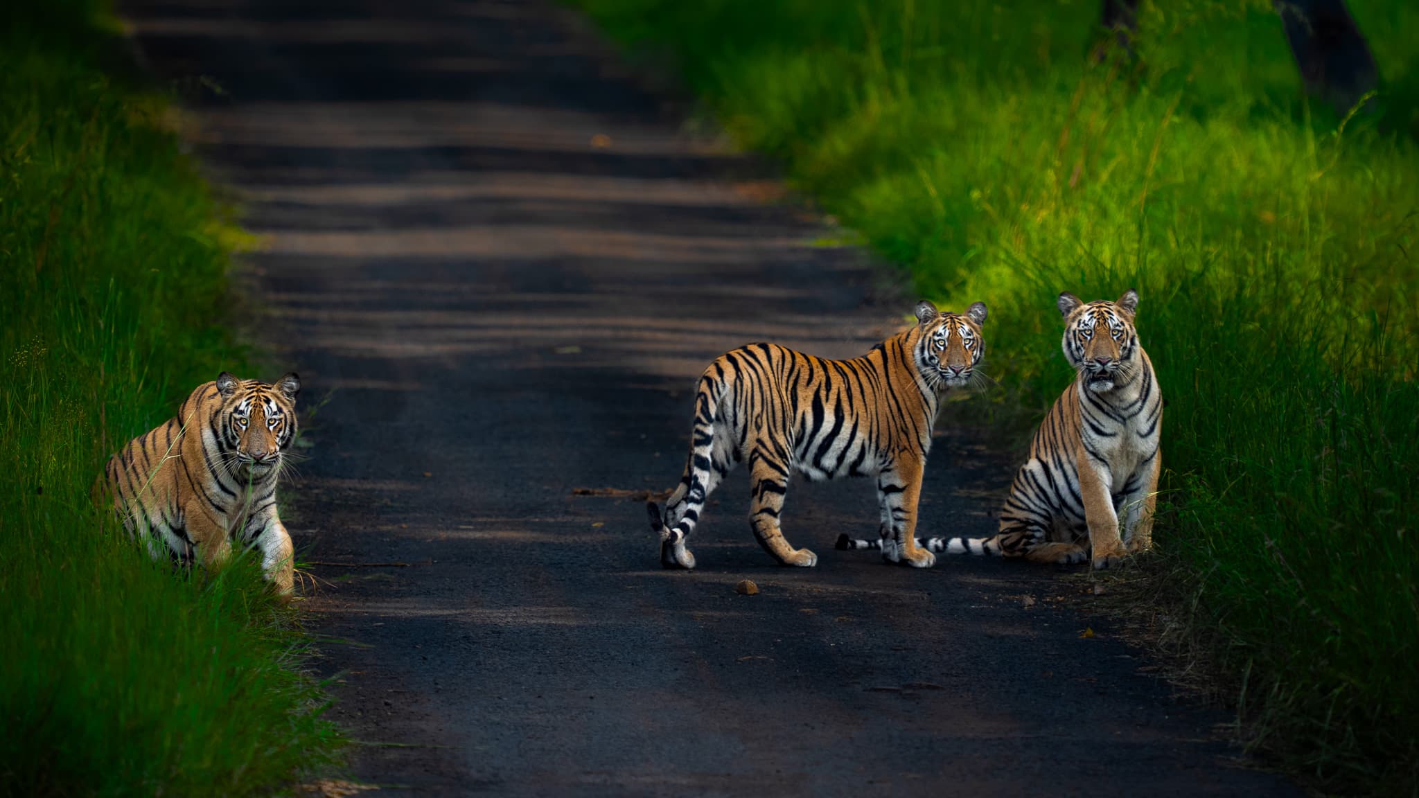 Tadoba wildlife photo: Tadoba Black Tiger 04 — Indian tiger safari photography