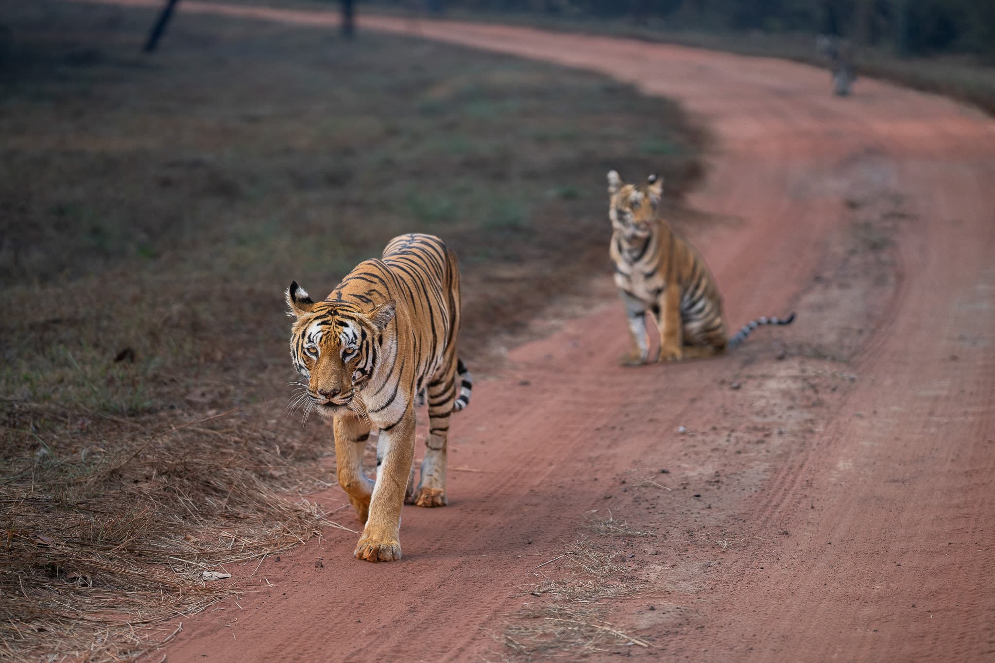 Tadoba wildlife photo: Tadoba Black Tiger 05 — Indian tiger safari photography