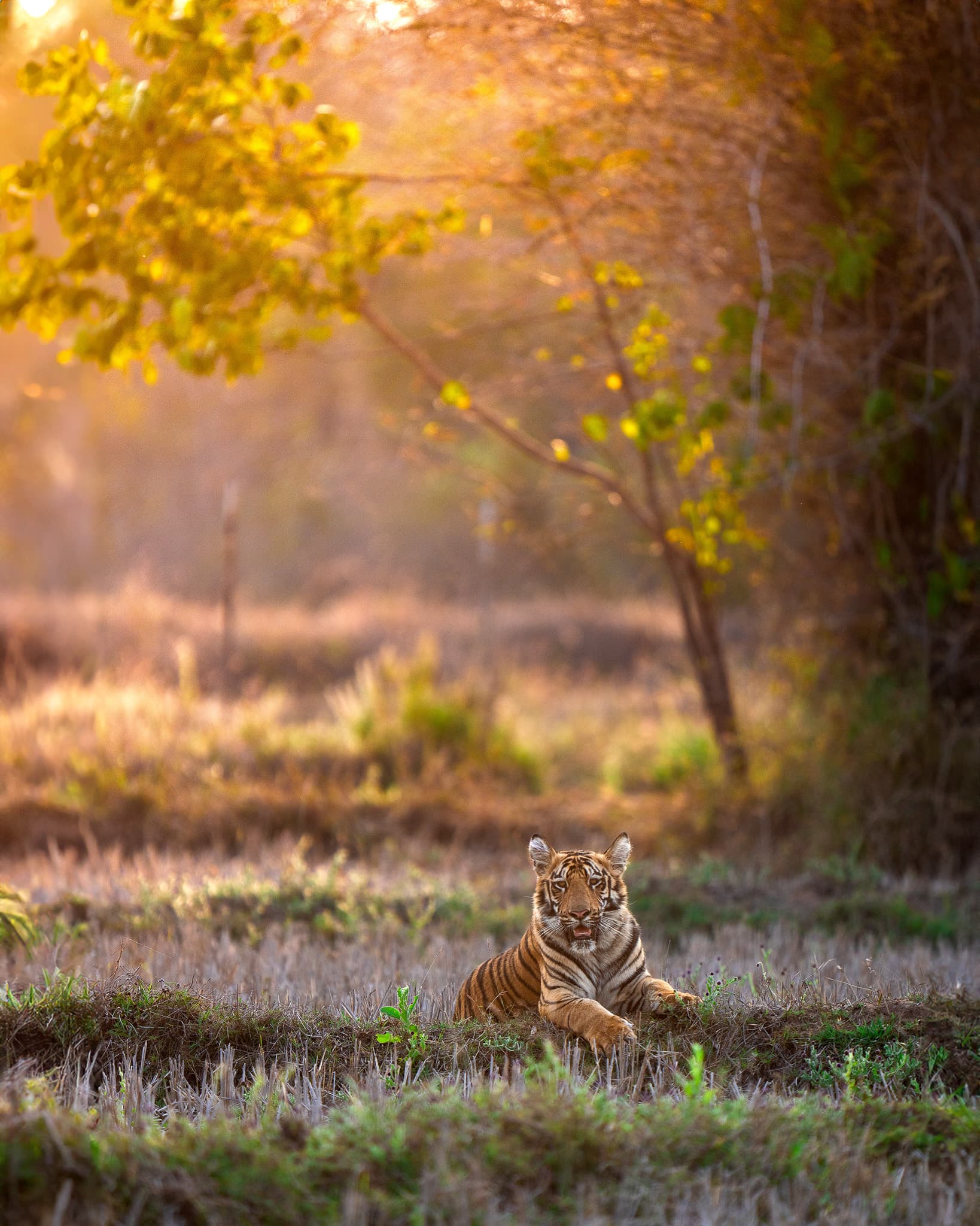 Tadoba wildlife photo: Tadoba Black Tiger 06 — Indian tiger safari photography