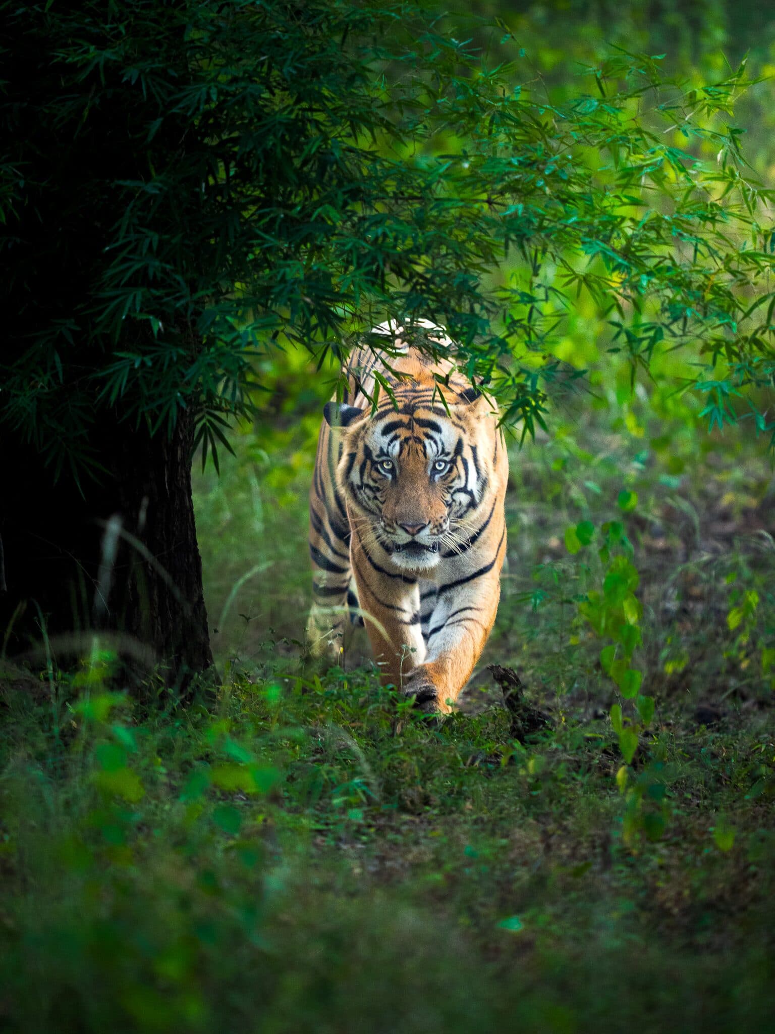 Bandhavgarh forest safari landscape