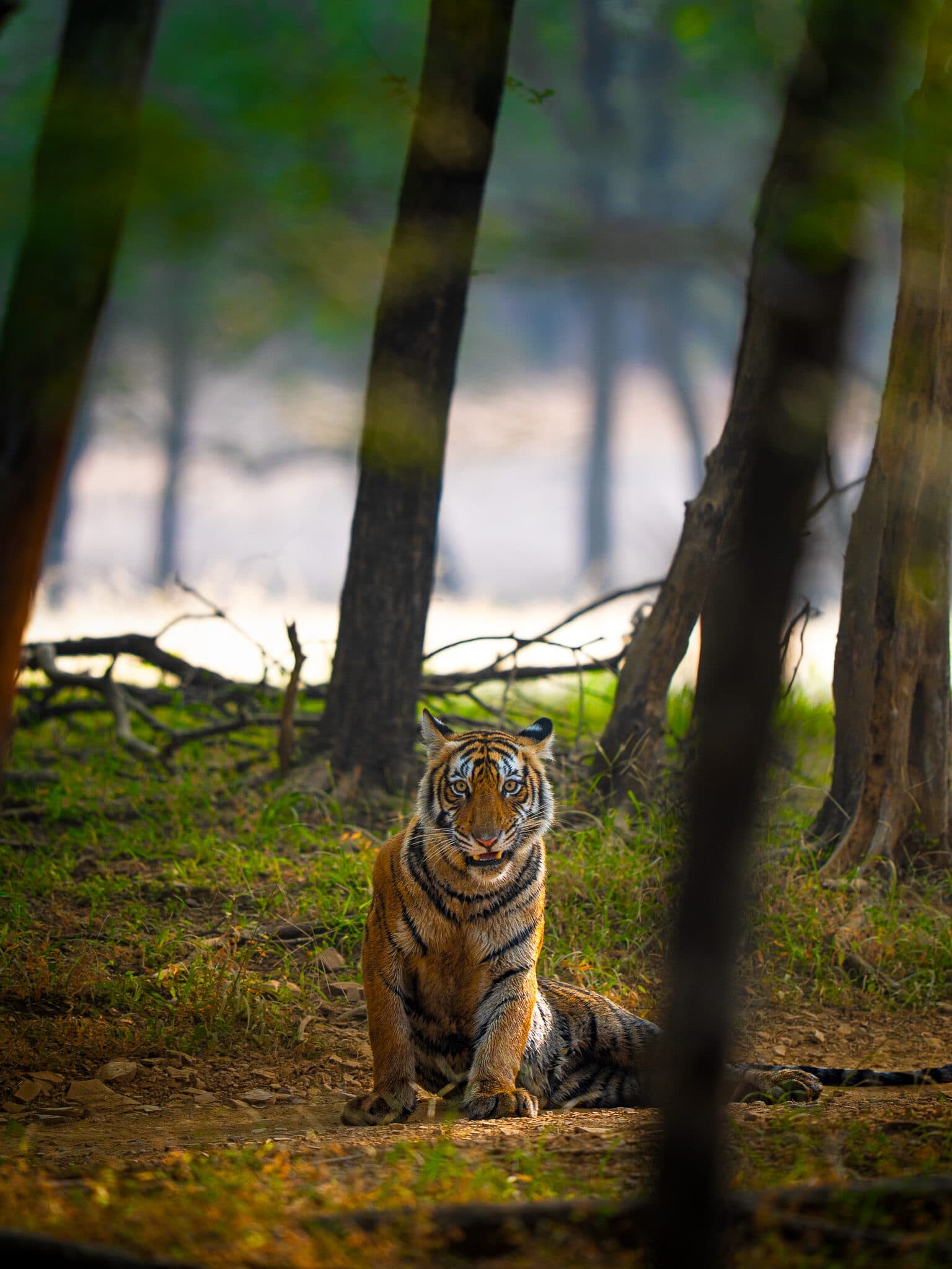 Ranthambore safari landscape