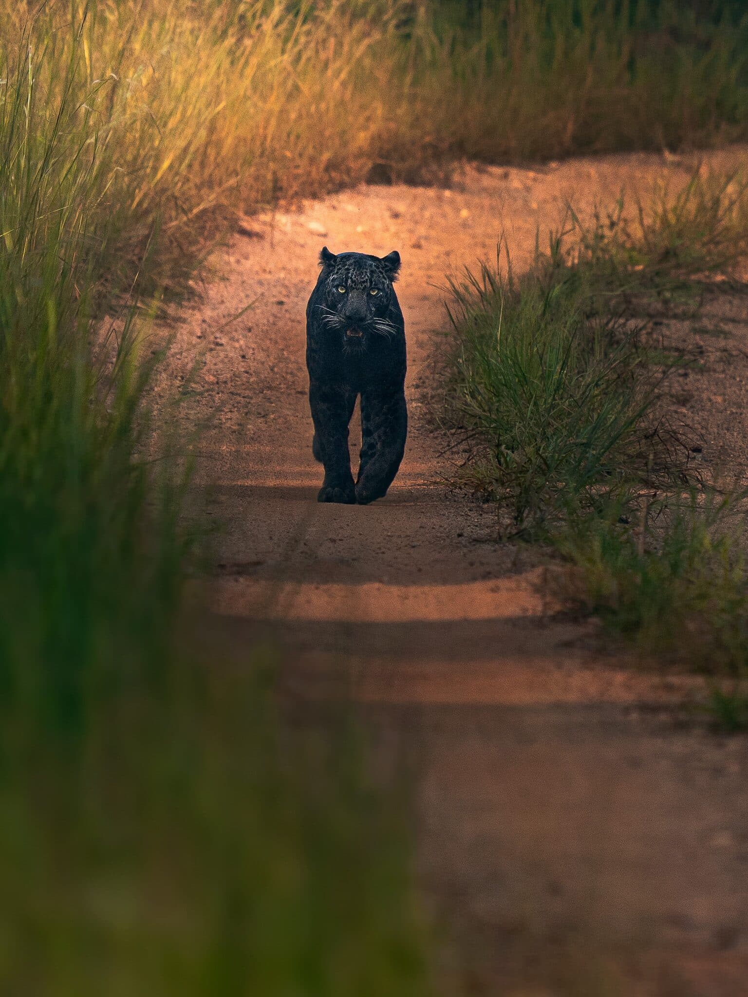 Tadoba safari landscape