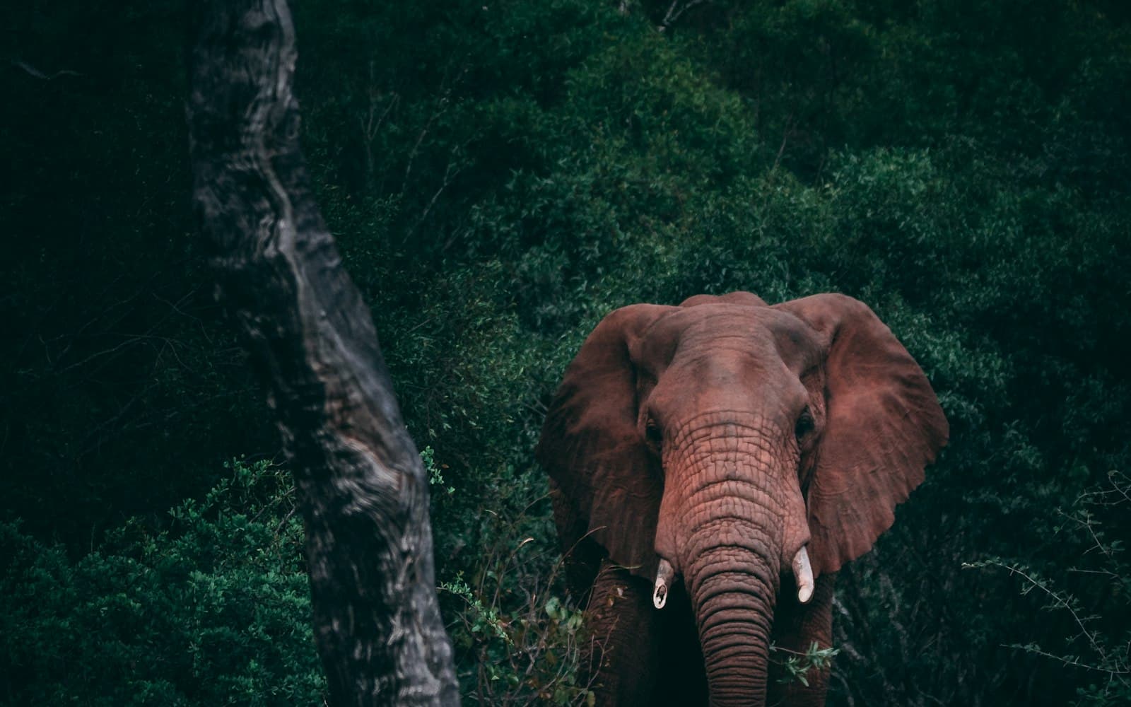 Pench National Park teak forest tiger safari landscape