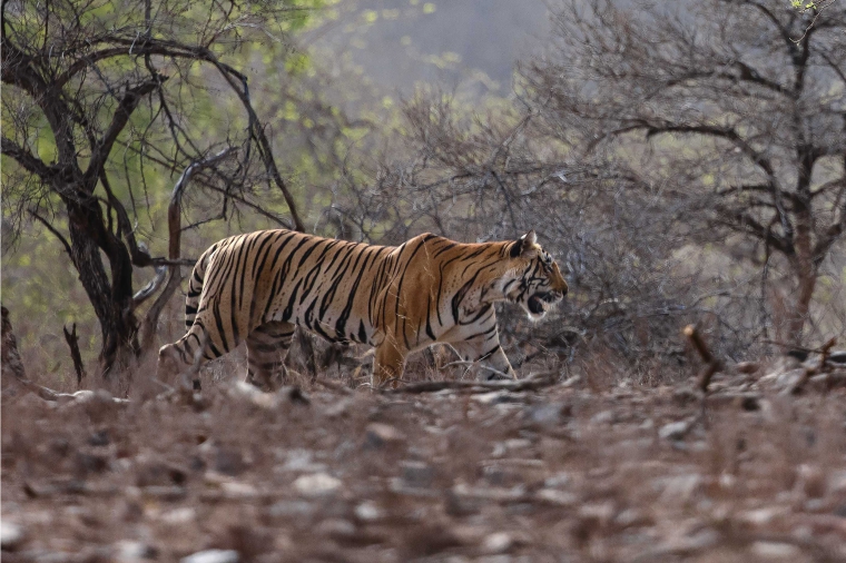 RANTHAMBHORE ROYALS!