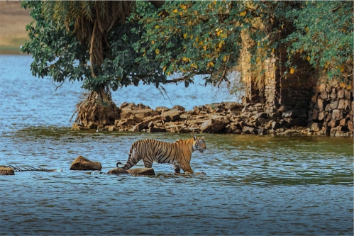 RENDEZVOUS AT RANTHAMBHORE!