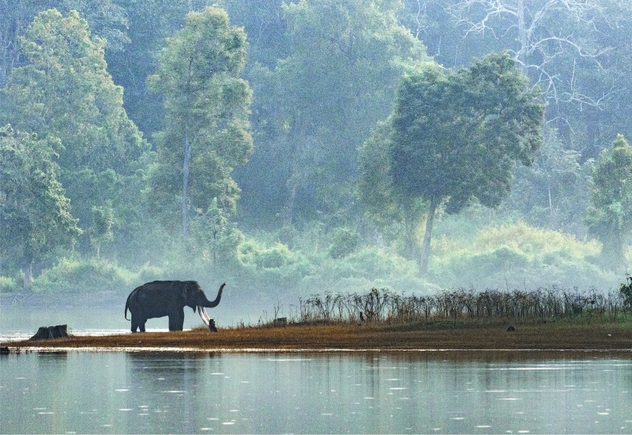 Bandipur National Park