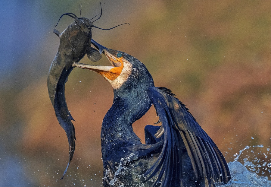 Bharatpur Bird Sanctuary