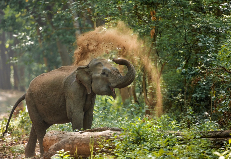 Corbett National Park