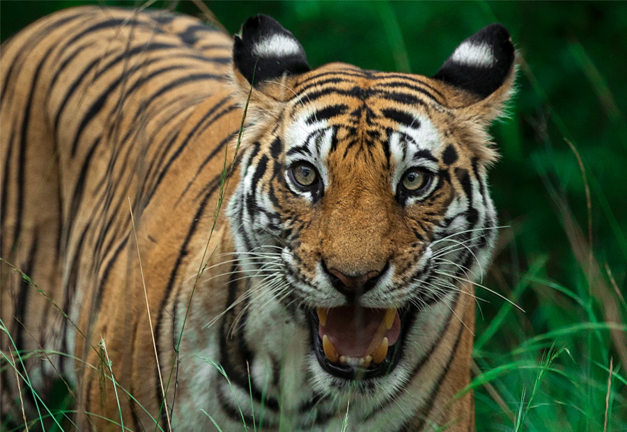 Kanha Tiger Reserve