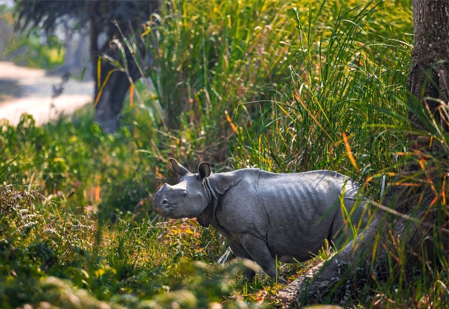 Kaziranga National Park