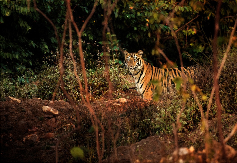 Panna National Park