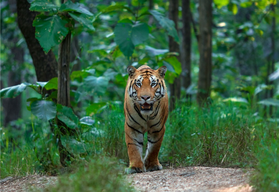 Pench National Park