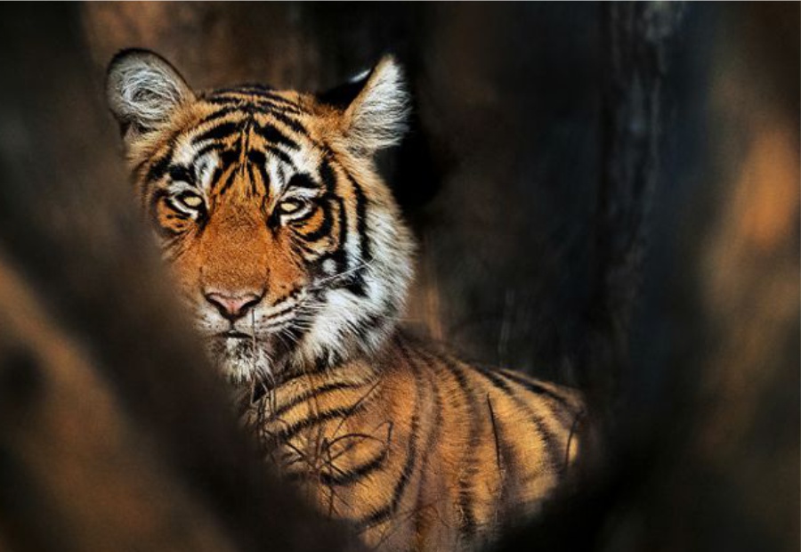 Ranthambhore National Park