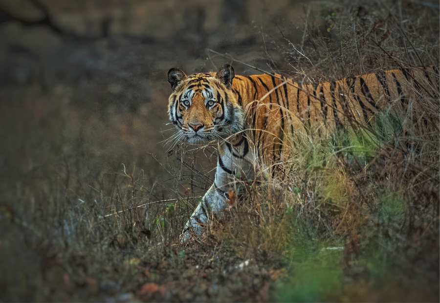 Satpura Tiger Reserve