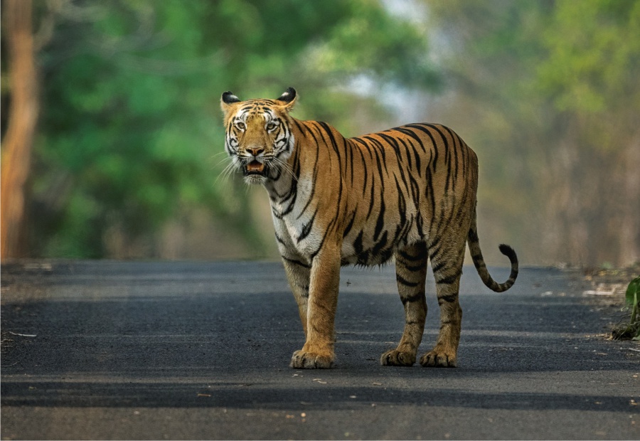 Tadoba National Park