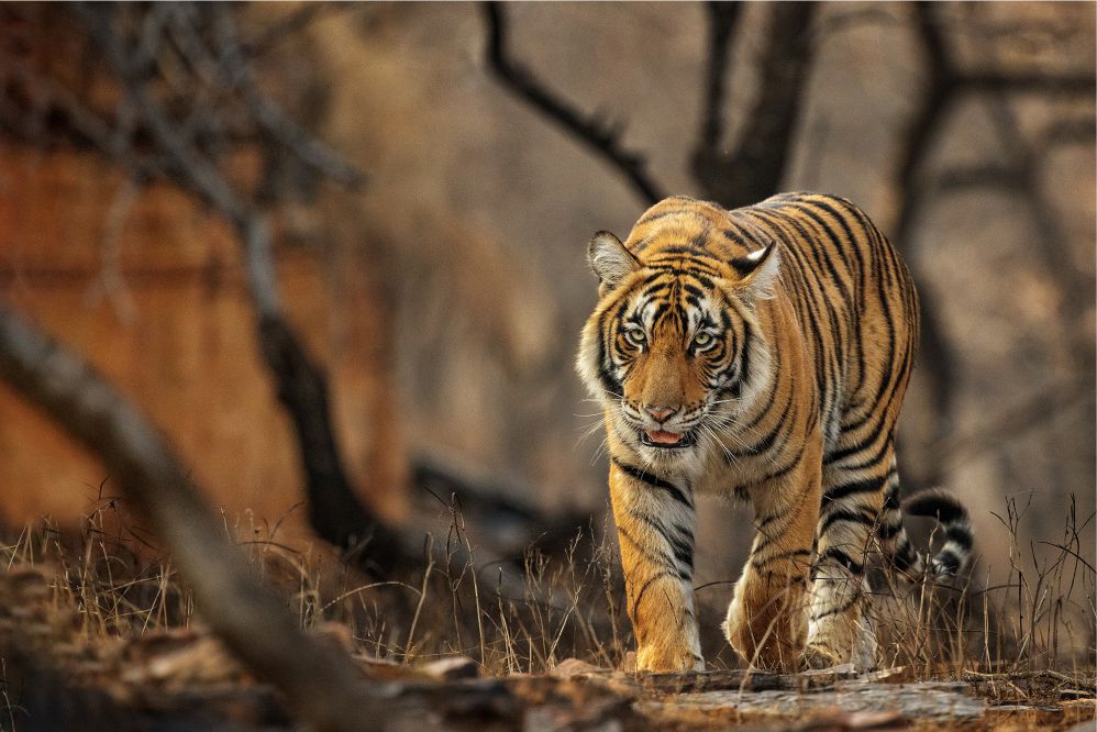 RANTHAMBHORE! WINTER SAFARI